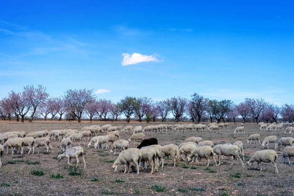 A flock of sheared sheep grazing against a backdrop of flowering almond trees