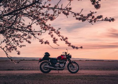 Mart 2023 - Albacete, İspanya - Kırmızı motosikletli Triumph Bonneville T 100 Gün batımında çiçek açan badem ağaçları arasında toprak bir yolda