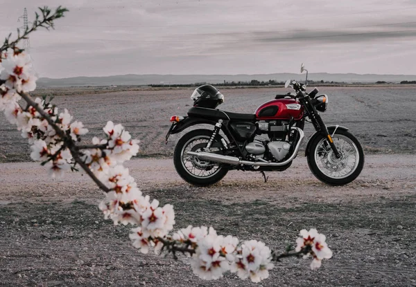 Март 2023 Альбасете Испания Красный Мотоцикл Triumph Bonneville 100 Грунтовой — стоковое фото