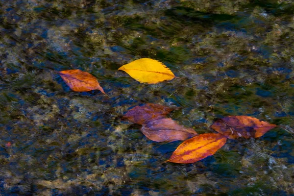 Herbstgelbes Und Rotes Laub Treiben Bach — Stockfoto