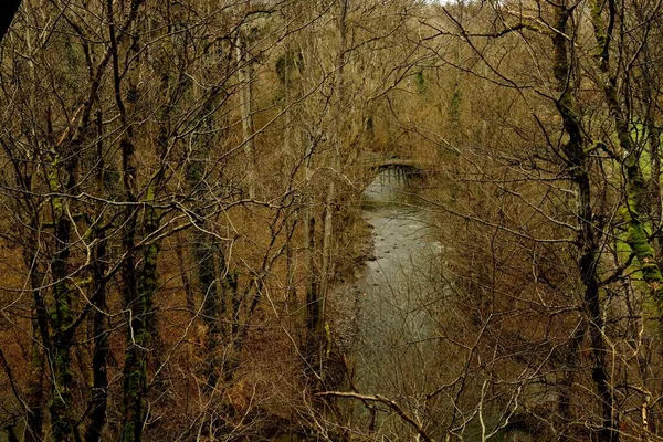 beautiful view of the forest in the park. nature background. A dark brown, spooky, ambient in autumn Colors? A river with a bridge over it looking like a tunnel.