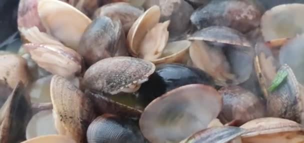 Clams Being Cooked Frying Pan Slowly Opening Steam Going While — Vídeo de stock