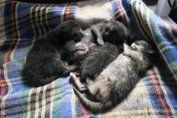 A litter of newborn kittens sleeps comfortably.