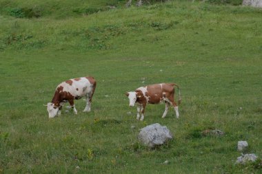 Almanya 'nın Bavyera kentindeki bir tarlada huzur içinde otlayan iki ineğin yakın çekimi, kırsal yaşamın huzur ve doğal güzelliğin somutlaştırılması..