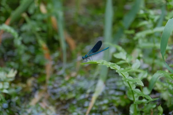 Macro Portrait Vibrant Blue Dragonfly Resting Long Leaf Taken Lush — Stock Photo, Image