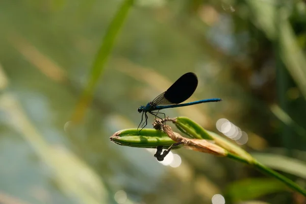 一只蓝色蜻蜓在黄褐色的水瓶背景下拍到了更接近宏观的照片 展现了克里卡国家公园里这一自然奇观的精美细节 — 图库照片