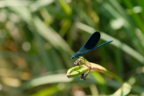 Close Macro Shot Capturing Delicate Moment Blue Dragonfly Almost Falling — Stock Photo, Image