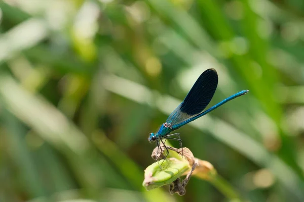 在克尔卡国家公园 一只蓝色蜻蜓在一片树叶边缘微妙地保持平衡 它的特写展示了复杂的细节和野生动物在微观世界中的美丽 — 图库照片