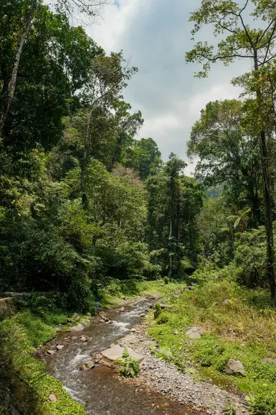 Lombok 'un yemyeşil ormanının dinginliğini keşfedin. Yumuşak bir ırmağın canlı yeşilliklerle dolaştığı yer. Doğanın senfonisi hışırdayan yapraklarda yankılanır.