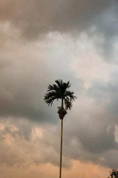 Ubud 'ın Campuhan Tepesi Yürüyüşü' nün enginliğinin ortasında, tek bir palmiye ağacı bulutlu gökyüzünün arka planına karşı dimdik ayakta duruyor..