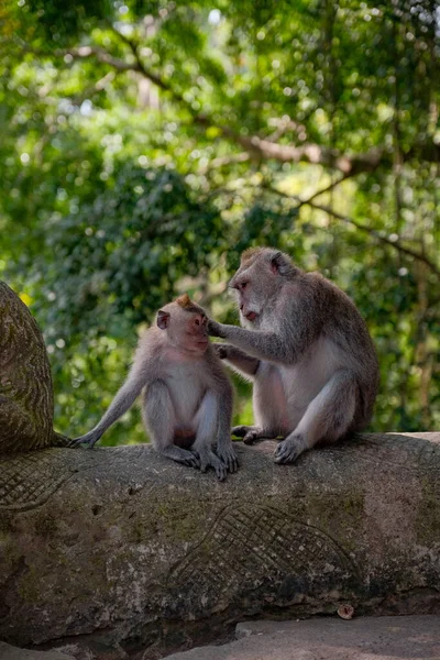Witness the extraordinary bond between a mother monkey and her child, as she gently caresses her little one. Against the backdrop of nature\'s serenity, this heartwarming scene captures the essence