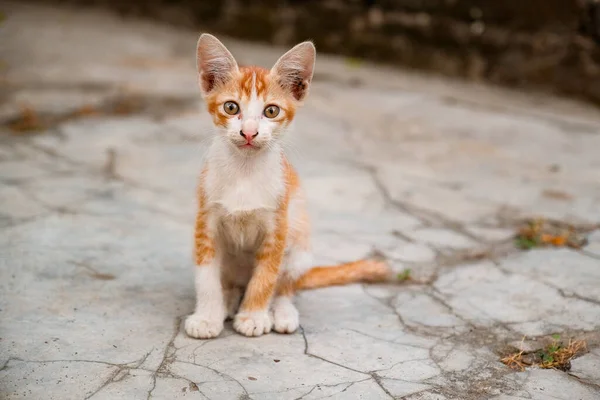 Bu turuncu kedi bokeh dolu arka planda poz verirken sokakların zarafetiyle yüzleş..