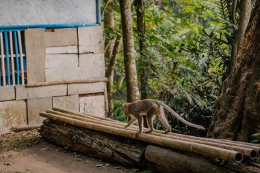 Heyecan verici bir maymun macerasına atlayın. Oyuncu bir primat tahta bir yolda koşar, büyüleyici bir binaya doğru ilerler.