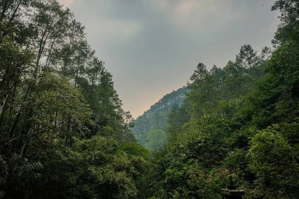 Taman Hutan 'ın dingin cazibesine kapıl. Bandung yakınlarındaki Endonezya bitki parkı. Yeşillik ve canlı bitki örtüsü huzurlu bir cennet yaratıyor..