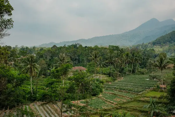 Endonezya, Bandung yakınlarındaki engin güzelliği deneyimleyin, panoramik görüntüler gösteriyor ki yemyeşil, geniş pirinç tarlaları, sisli ve yükselen ağaçlar