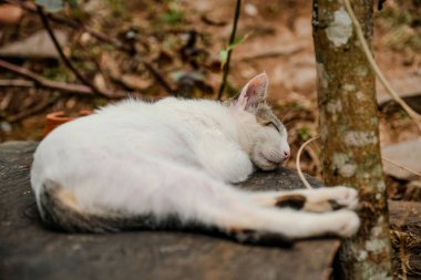 Huzura tanık olun, içerikli bir kedi, kahverengi sonbahar yapraklarıyla çevrili bir taşın üzerinde huzur içinde uyuyor..