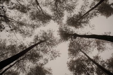 Tepeden tırnağa uzanan ağaçların sisli, gri gökyüzüne karşı dikey zarafetini hissedin..