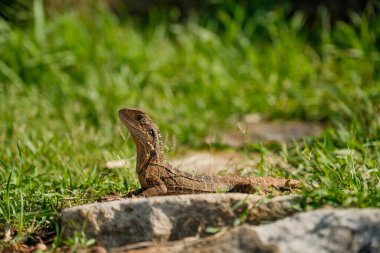 Avustralya, Mandi Sahili 'nin yemyeşil çimlerinin arasında büyüleyici bir dev kertenkele görüntüsü. Rüya gibi Bokeh, bu büyüleyici sahil harikasına büyüleyici bir sihir katıyor..