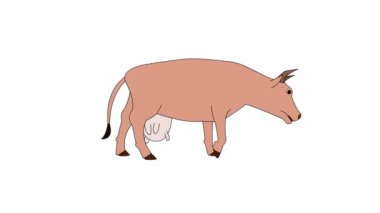   2 boyutlu çizgi film animasyonu, videolarınız için çizgi film karakteri