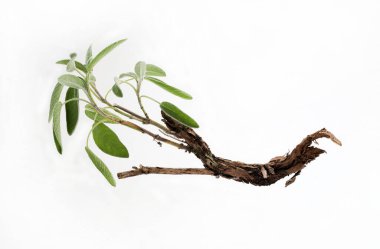 Officinal sage. Sage branch isolated on white background. Garden sage.