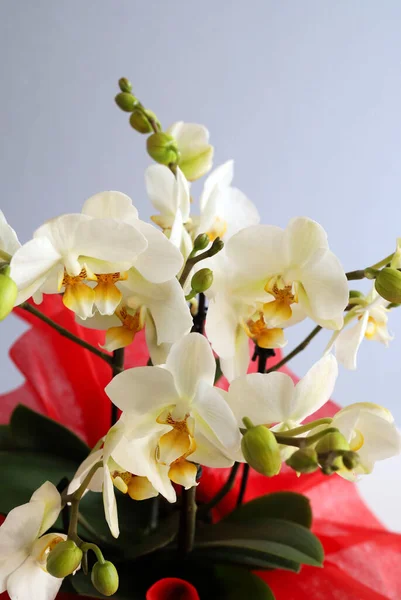 Krásné Bílé Orchideje Květiny Izolované Šedém Pozadí Detailní Záběr Kopírovat — Stock fotografie