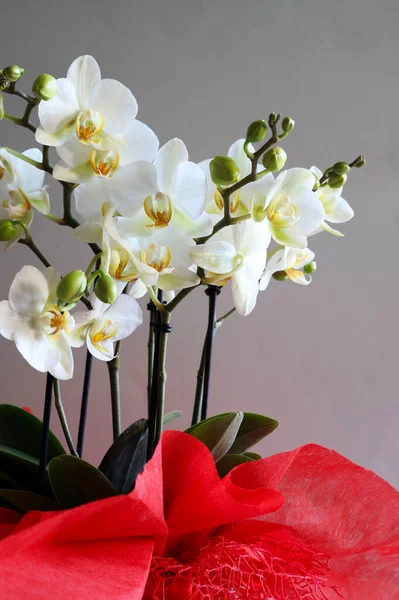 Krásné Bílé Orchideje Květiny Izolované Šedém Pozadí Detailní Záběr Kopírovat — Stock fotografie