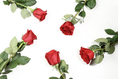 Beyaz arka planda izole kırmızı güller. Sevgililer günü, doğum günü, anneler günü, düğün, yıldönümü. Düz yatıyordu. Tam üstte. Boşluğu kopyala.