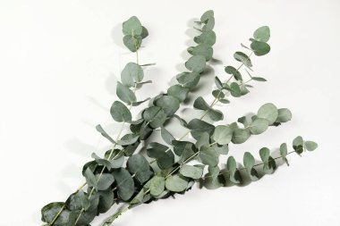 Beyaz arka planda yeşil okaliptüs yaprakları var. Düz yatıyordu. Tam üstte.