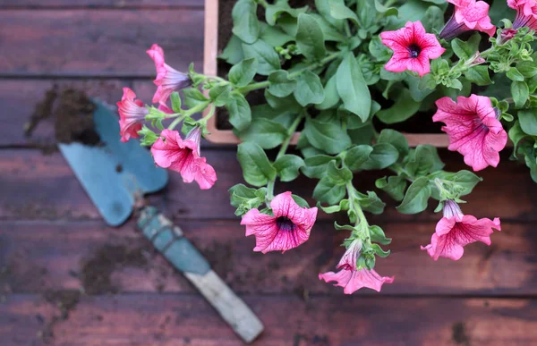 Gardening concept. Home gardening. Homemade activities. Pink petunia flowers on wooden background. Gardening tools on wooden background. Directly above.