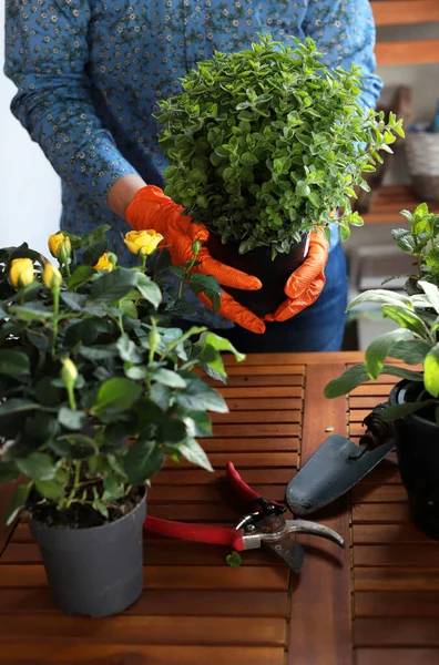 Woman gardening on balcony, planting aromatic herbs and flowers. Home gardening. Flower care.