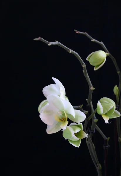 暗い背景に隔離された美しい白い蘭の花 オーキッドキャンバス イラスト ウェブページ 壁紙に最適 — ストック写真