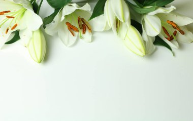 Beyaz arka planda izole edilmiş güzel nilüferler. Boşluğu kopyala.