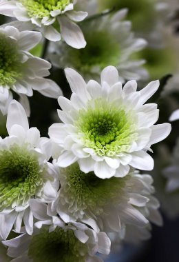 Güzel beyaz kasımpatı çiçeği. Bahçe dokusu arka planı. Sonbahar kasımpatısı. Doğa konsepti.