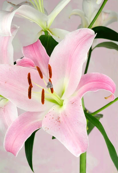 Schöne Hellrosa Lilien Blühen Isoliert Auf Weißem Hintergrund Nahaufnahme — Stockfoto