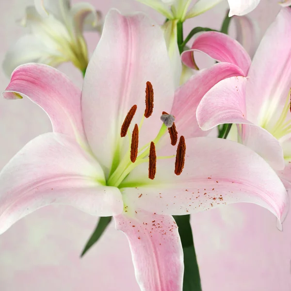 Светло Розовые Живые Цветы Белом Фоне Крупный План — стоковое фото