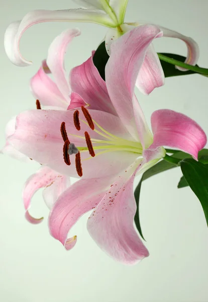 Krásné Světle Růžové Lilie Květiny Izolované Bílém Pozadí Detailní Záběr — Stock fotografie