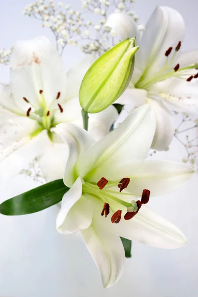 白い背景に孤立した薄ユリの花束 — ストック写真
