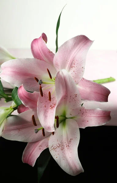 白を基調とした美しい薄桃色のユリの花を咲かせます — ストック写真