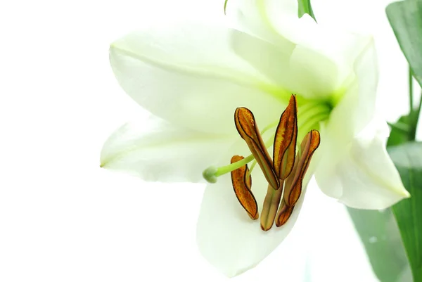 Krásné Světlé Lilie Izolované Bílém Pozadí Kopírovat Prostor — Stock fotografie
