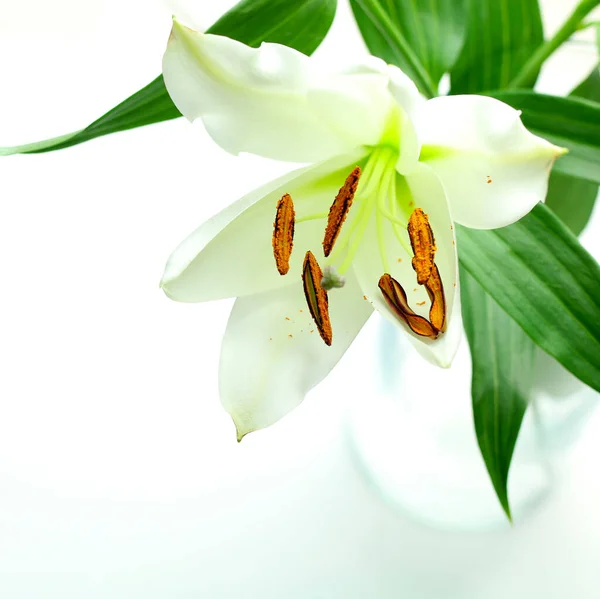 Krásné Světlé Lilie Izolované Bílém Pozadí Kopírovat Prostor — Stock fotografie