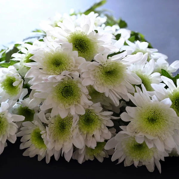 Krásná Bílá Květy Chryzantémy Zahradní Textura Pozadí Podzimní Chryzantéma Koncept — Stock fotografie