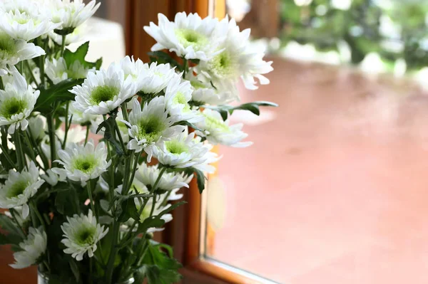 Hermosa Flor Crisantemo Blanco Fondo Textura Jardín Crisantemo Otoño Concepto — Foto de Stock