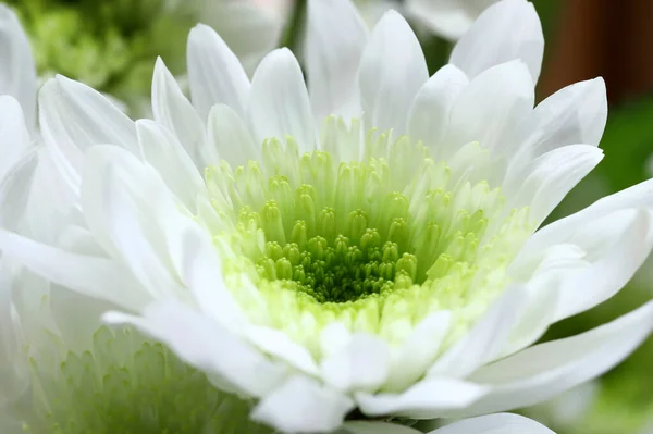 Beautiful White Chrysanthemum Flower Garden Texture Background Autumn Chrysanthemum Nature — Stock Photo, Image