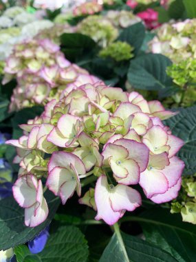 Güzel ortanca çiçekleri, çeşitli renkler, yakın plan. Süs bitkisi. Hydrangea L. Hydrangeaceae ailesinin çiçek bitkileri. Seçici odak.