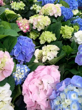 Güzel ortanca çiçekleri, çeşitli renkler, yakın plan. Süs bitkisi. Hydrangea L. Hydrangeaceae ailesinin çiçek bitkileri. Seçici odak.