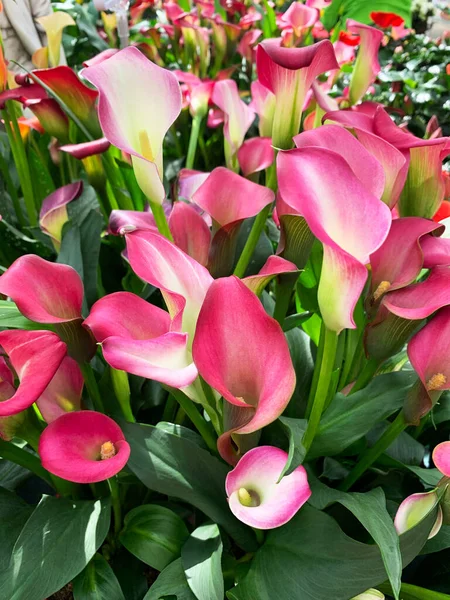 Krásné Složení Růžových Květů Calla Přistupte Zantedeschia Rostliny Čeledi Araceae — Stock fotografie