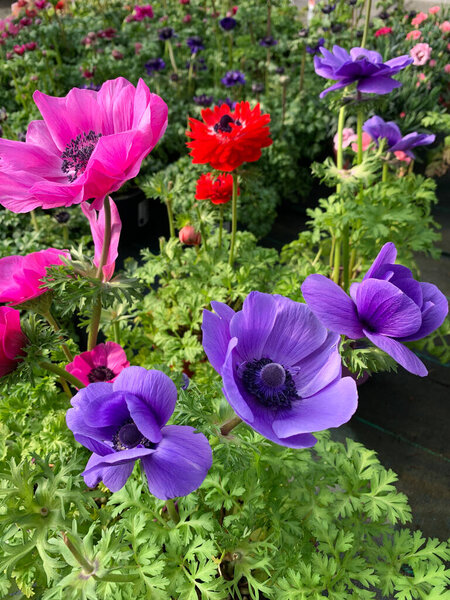 Цветок анеортодоксальной коронарии на цветочном фоне. Различные цветные садовые растения в семье Ranunculaceae. 