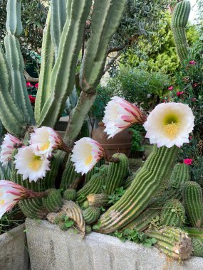 Bahçedeki güzel kaktüs çiçekleri. Echinopsis oxygona. Paskalya Zambağı Kaktüsü.