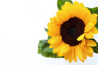 Beyaz arka planda izole edilmiş ayçiçeği. Resim, arkaplan ve tuval için mükemmel. Genel bakış. Boşluğu kopyala.