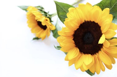 Beyaz arka planda izole edilmiş ayçiçeği. Resim, arkaplan ve tuval için mükemmel. Genel bakış. Boşluğu kopyala.